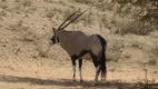 Oryx Antilope